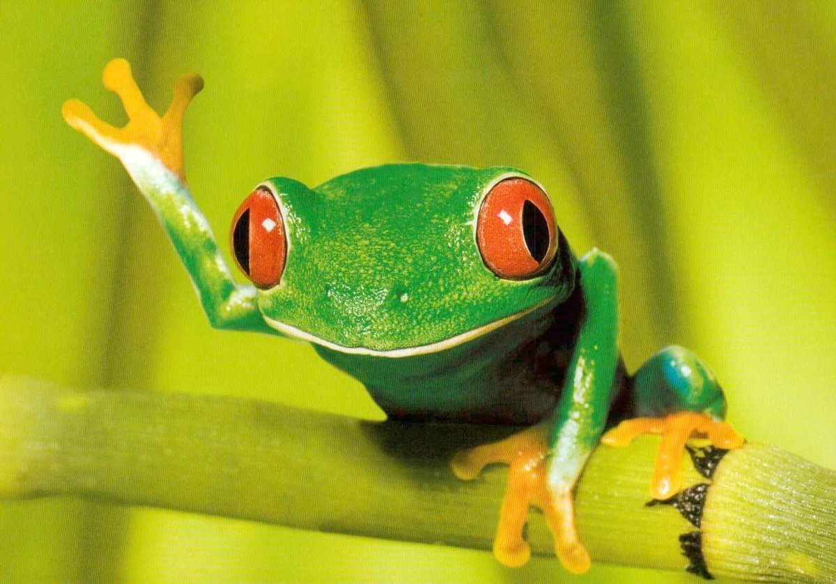 Blanko - Postkarte Frosch: Wie geht's dir?