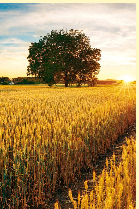 Blankokarte "Getreidefeld im Sonnenuntergang" - Naturfotografie mit Baum & Himmel, Gelb - Gold Töne für Naturliebhaber