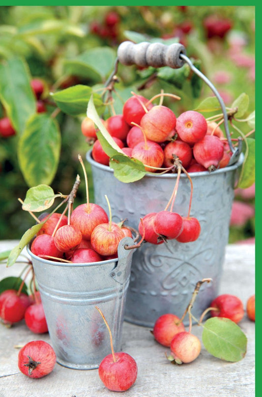 Blankokarte "Herbstliche Ernte" – Äpfel & Eimer Motiv, Naturfotografie für Einladungen & Danksagungen, Vintage Countryside Dekoration