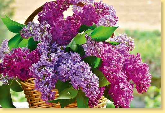 Blankokarte mit Flieder im Korb - Lila & Grün Naturdesign, Perfekt für Muttertag & Genesung