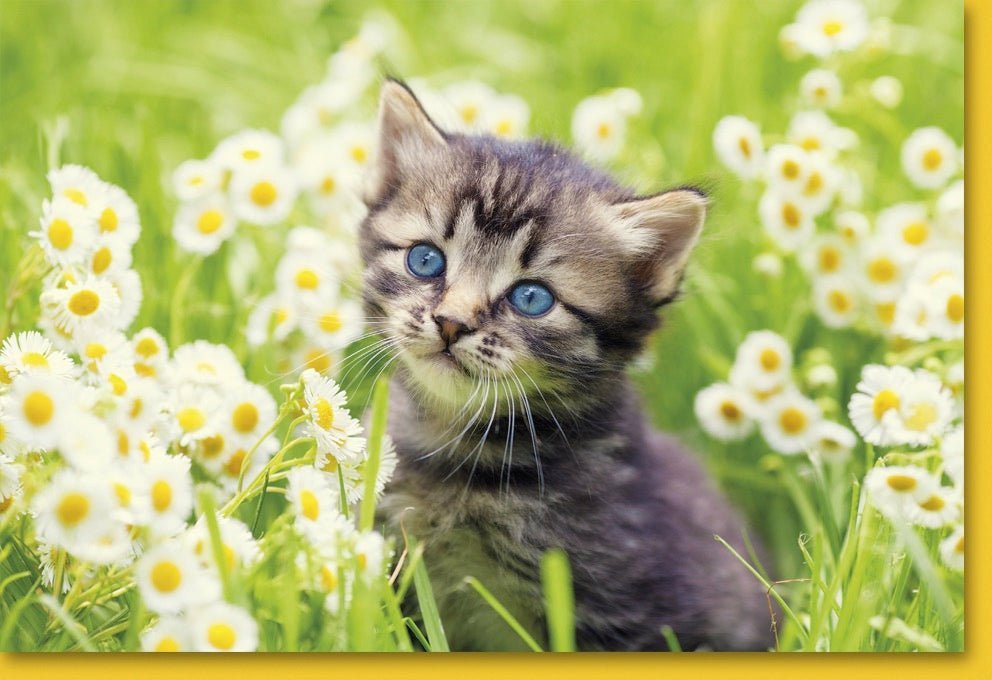 Blankokarte mit Kätzchen - Motiv: Süße Katze, Blumen & Natur - Perfekt für Frühlings - & Sommergrüße an Tierliebhaber