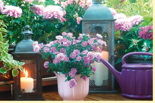 Blankokarte Sommerliche Chrysanthemen & Laternen - Ländliche Gartenidylle, Naturfoto für alle Anlässe
