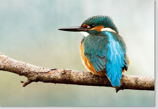 Blankokarte Vogelmotiv für Tierliebhaber - Vielseitige Grußkarte für jeden Anlass