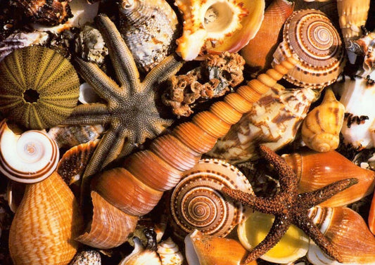 Blankopostkarte Beach Souvenirs mit Muschelmotiv