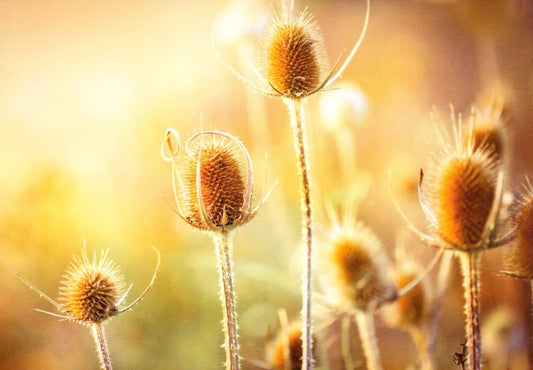 Blankopostkarte Distel im Sonnenuntergang - Warme Orange - Gelb Töne, Vintage Botanik mit sanftem Lichtspiel