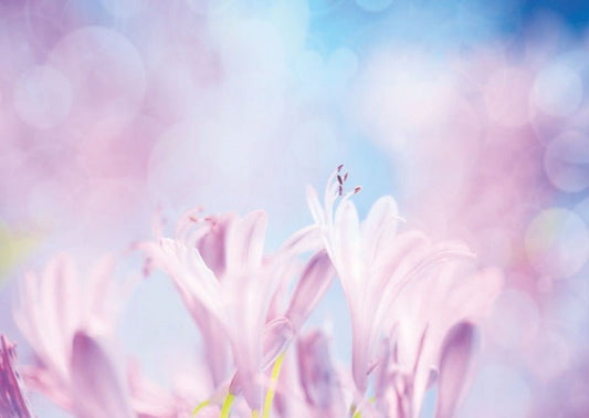 Blankopostkarte: Elegante Crocus - Blumenmotive für jeden Anlass