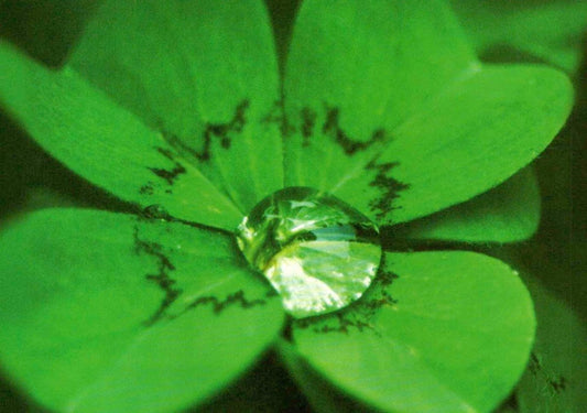 Blankopostkarte Kleeblatt: Viel Glück wünschen