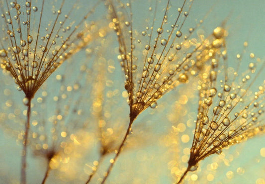 Blankopostkarte Magic Beauty mit Blumenmotiv