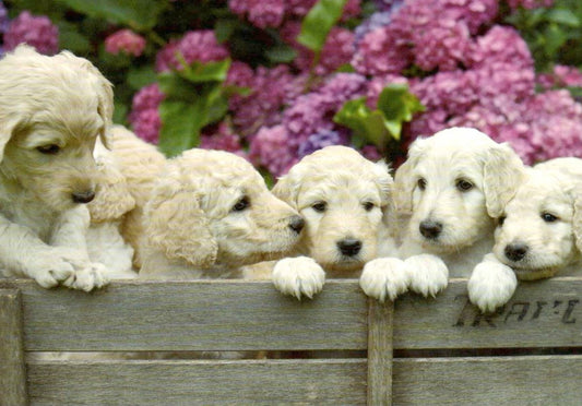 Blankopostkarte mit 6 süßen Welpen: Puppies - Ideal für persönliche Nachrichten und besondere Grüße