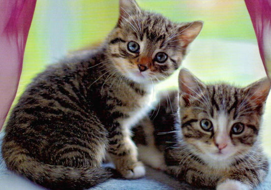 Blankopostkarte mit niedlichen Kätzchen - Charmante Kittens für jeden Anlass