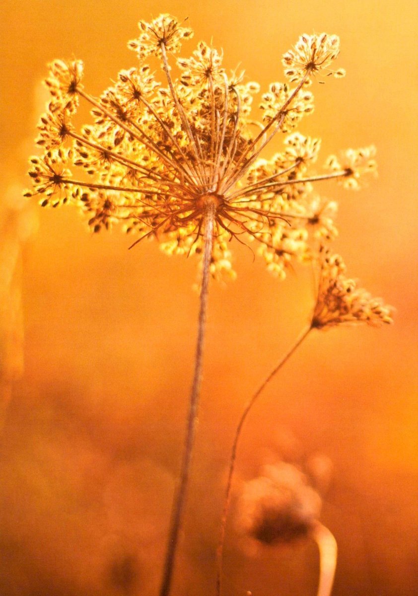Blankopostkarte mit Queen Anne's Lace Motiv – Elegante Blumenkarte für jeden Anlass