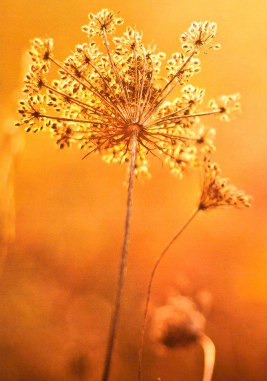 Blankopostkarte mit Queen Anne's Lace Motiv – Elegante Blumenkarte für jeden Anlass