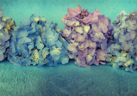 Blankopostkarte: Vintage Hortensien in Grün, Blau & Lila – Naturfotografie für Sammler und Dekorationsliebhaber
