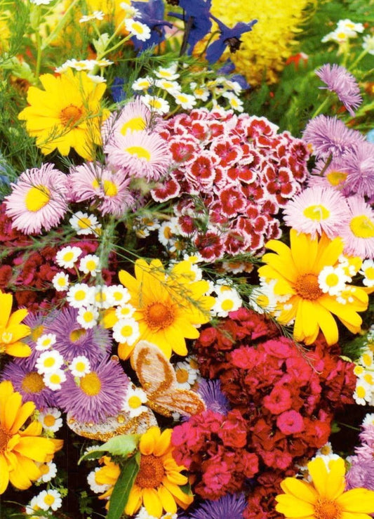 Blankopostkarte Wildblumen: Flowers II – Perfekt für jeden Anlass