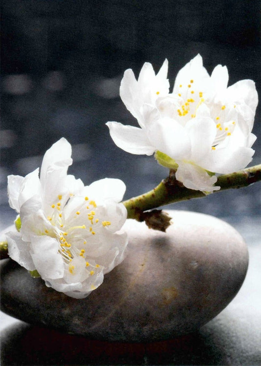 Blankopostkarte Zenn Still Life – Elegante Karte für jeden Anlass