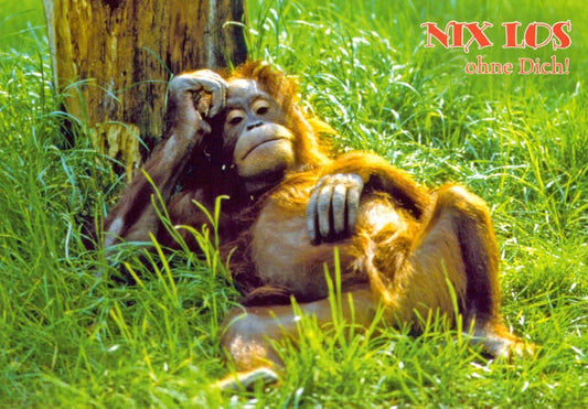 Freundschafts - Postkarte | Orang - Utan Relax & Natur | Humorvolle Tierliebe & Zusammenhalt