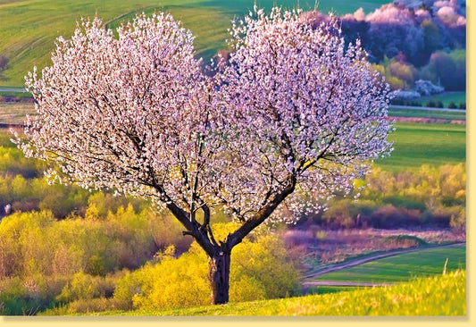 Frühlingsgruß Blankokarte - Blühender Baum & Blumenmotiv, Natur Landschaft für Frieden & Entspannung