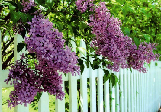Frühlingsgruß - Postkarte Fliederblüte - Lila Naturfotografie, Aquarelltextur, Vintage Gartenzaun, Blanko