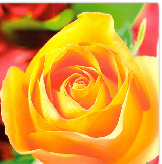 Geburtstagskarte: Gelbe Rose in Nahaufnahme mit roten Rosen im Hintergrund für vielseitige Anlässe, Blankokarten
