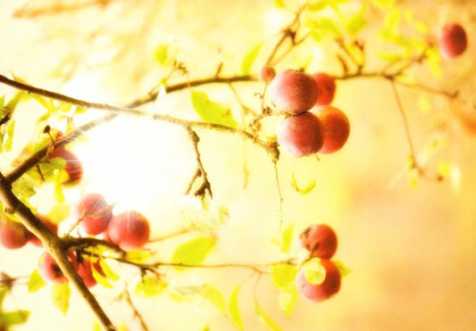 Geburtstagskarte Vintage Hagebutten - Blumen - Nostalgische Botanik für Gartenliebhaber, Ideal als Einladung oder Dankeschön, Blankopostkarten