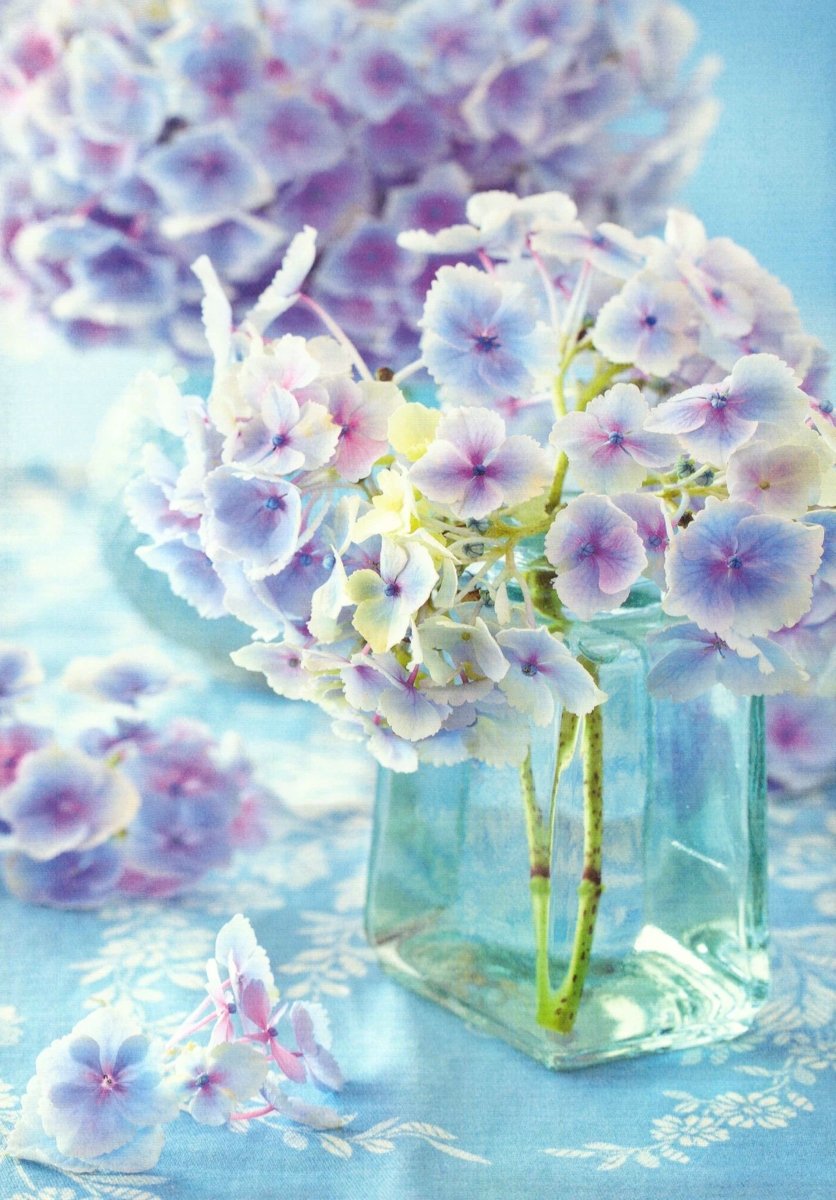 Grußkarte Hortensie - Vintage - Stil in Pastellblau, Natur Floral Fotografie, stilvolles Sammlerstück & Dekoration für Liebhaber blanko Postkarten