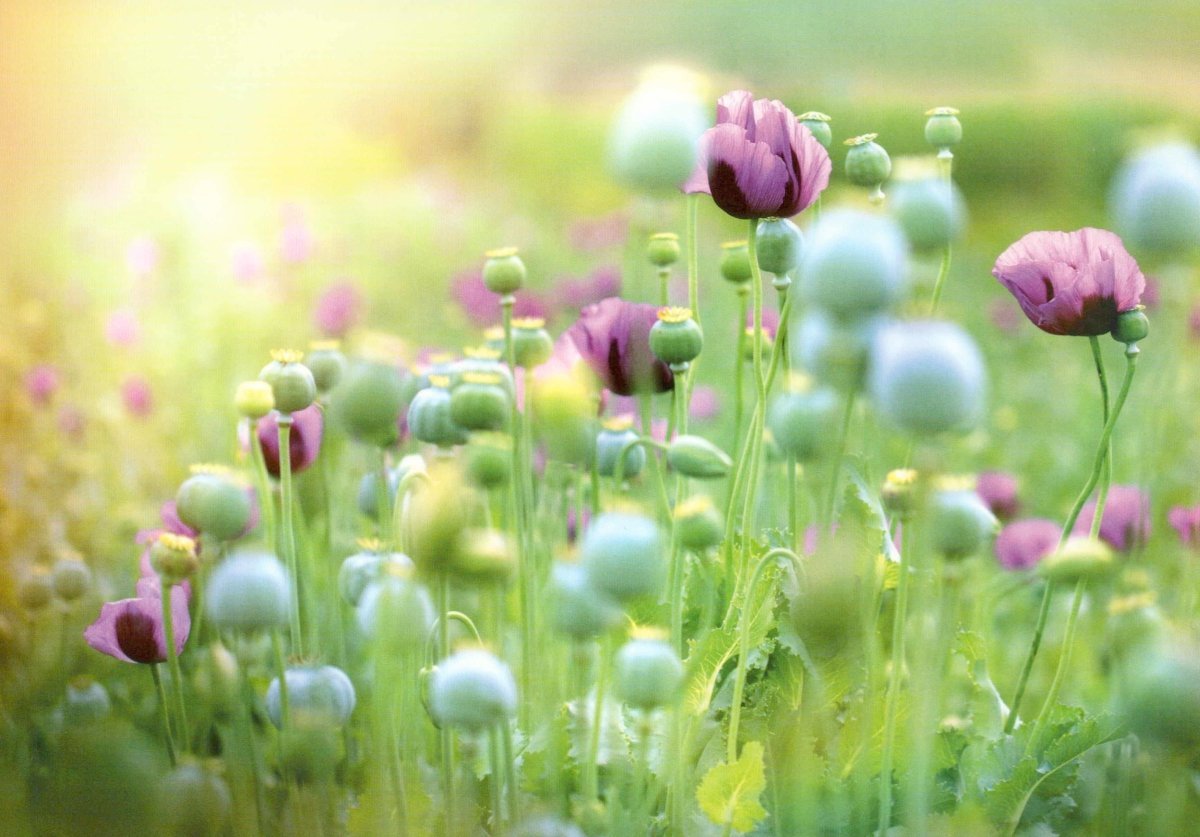 Grußkarte – Idyllische Mohnblumenwiese, Naturfotografie für Gartenfreunde im Vintage - Stil, Pastellfarben für Ruhe & Frieden, Blankopostkarten