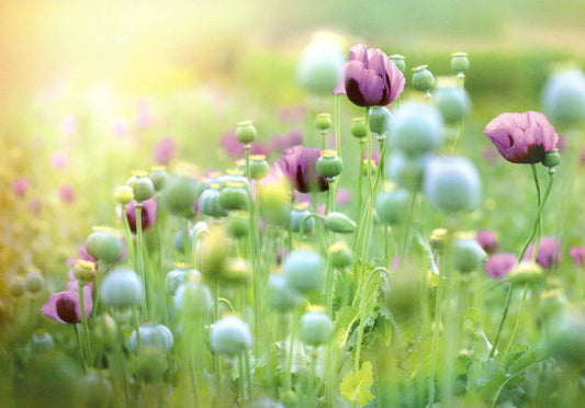 Grußkarte – Idyllische Mohnblumenwiese, Naturfotografie für Gartenfreunde im Vintage - Stil, Pastellfarben für Ruhe & Frieden, Blankopostkarten