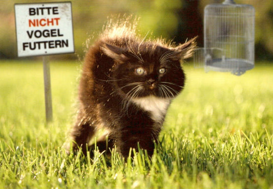 Humorvolle Postkarte: Katze am Vogelfutter - Schild – Perfekt für Tierfreunde & Gartenliebhaber, Satirisch und Witzig für Katzen - und Vogelenthusiasten