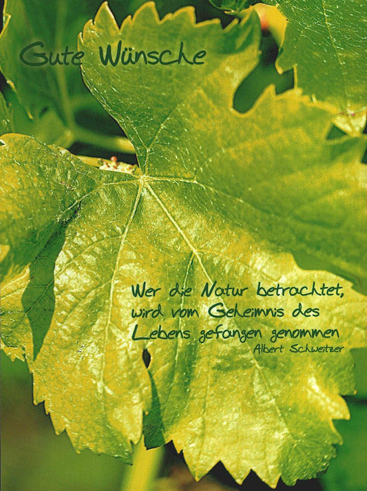 Lebensweisheiten Postkarte mit Naturmotiv und Zitat von Albert Schweitzer grüne Blätter Grußkarte Gute Wünsche inspirierend