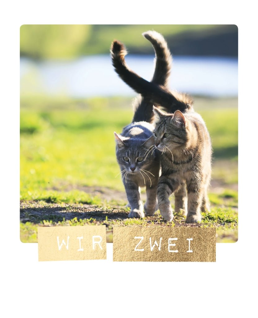 Liebespostkarte – Katzenpaar im Sonnenlicht, Zuneigung & Freundschaft auf Natur - Spaziergang
