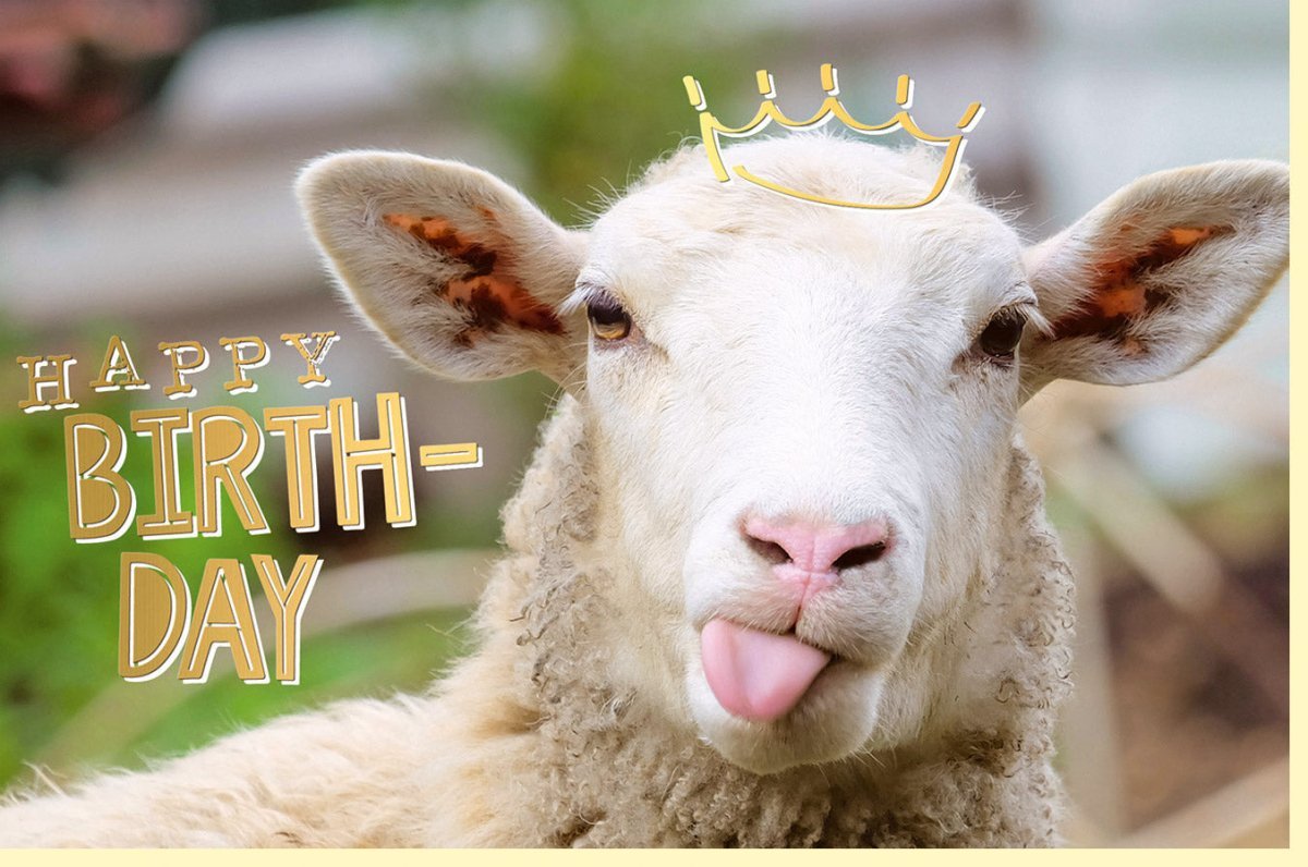 Lustige Geburtstagskarte Schaf mit Goldfolie - Humorvolle Tiermotive für Partygäste