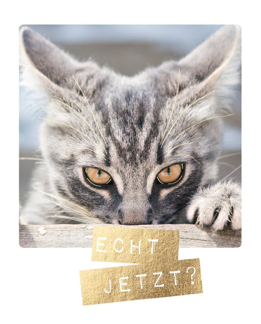 Lustige Postkarte Katze: "Echt jetzt?" – Ein humorvoller Gruß für jeden Anlass
