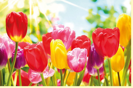Osterkarte - Frühlingshafte Tulpenwiese mit Sonnenstrahlen, Blanko für Jubiläum & Feier
