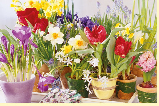 Osterkarte Frühlingszauber - Fensterbank - Motive mit Tulpen, Narzissen & Hyazinthen als natürliche Deko