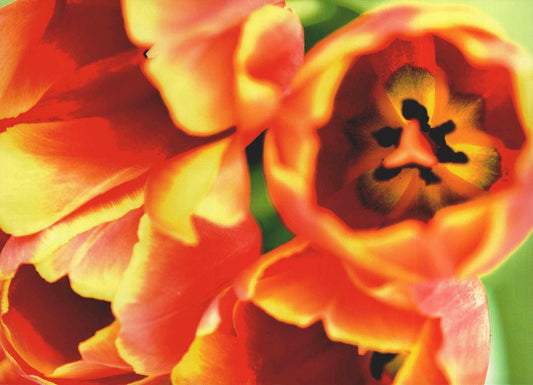 Postkarte Kunstpostkarte mit leuchtenden orange gelben Tulpen Blumenmotiv für besondere Anlässe hochwertige Grußkarte