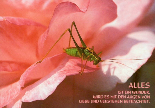 Postkarte Sprüche – "Wunder der Liebe & Natur" – Inspirierende Makroaufnahme eines Grashüpfers auf rosa Blume, Motivationsbotschaft