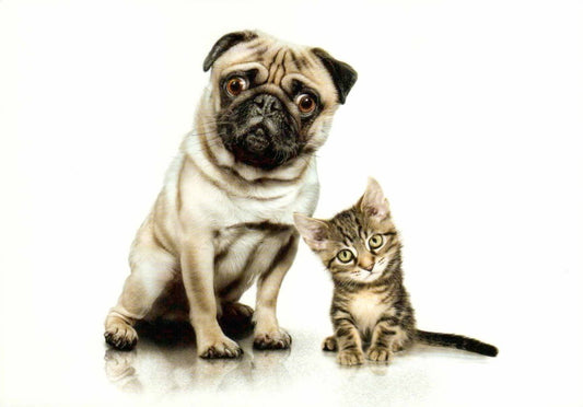 Tierische Grüße: Mops und Kätzchen auf Blankopostkarte für jeden Anlass