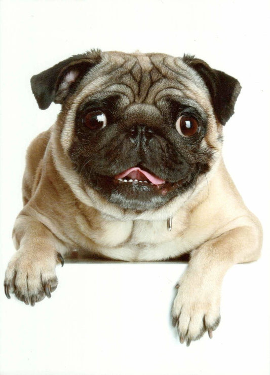 Tierpostkarte Mops Hund - Charmante Blanko Fotokarte für Haustierliebhaber, Geschenkidee & Sammlerstück