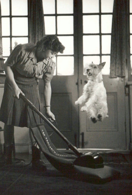 Trauerkarte: Elegante Schwarz - Weiß Postkarte mit Hund im Sprung