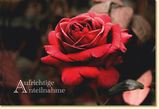Trauerkarte mit roter Rose und Aufschrift Aufrichtige Anteilnahme stilvolle Doppelkarte für Beileid und persönliche Kondolenz