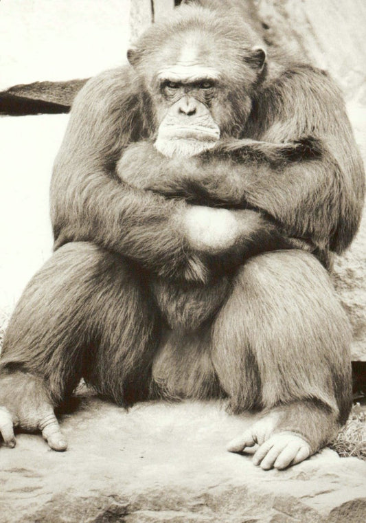 Vintage Affe Postkarte - Humorvolles Schwarz - Weiß Tierfoto für Sammler & Deko, Perfekt für Retro - Fans und Schreibwarenliebhaber!