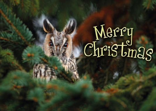 Weihnachtspostkarte: Eule im Baum mit Merry Christmas Gruß