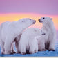 Blanko Grußkarte "Arctic Embrace": Eisbären im Schnee, Naturmotiv für Tierliebhaber, Rosa - Lila Himmel, Kunstvolle Polar - Illustration, Umweltschutzbotschaft