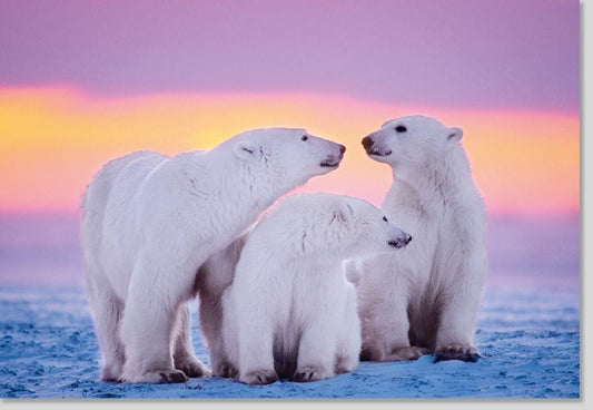 Blanko Grußkarte "Arctic Embrace": Eisbären im Schnee, Naturmotiv für Tierliebhaber, Rosa - Lila Himmel, Kunstvolle Polar - Illustration, Umweltschutzbotschaft