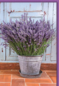 Blanko Grußkarte Blumen – Lavendel im Vintage-Eimer vor blauer Holztür