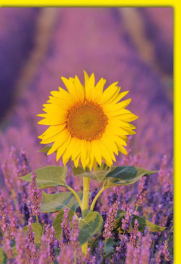 Blanko Grußkarte Blumen – Sonnenblume im Lavendelfeld mit leuchtendem Gelb - Rand