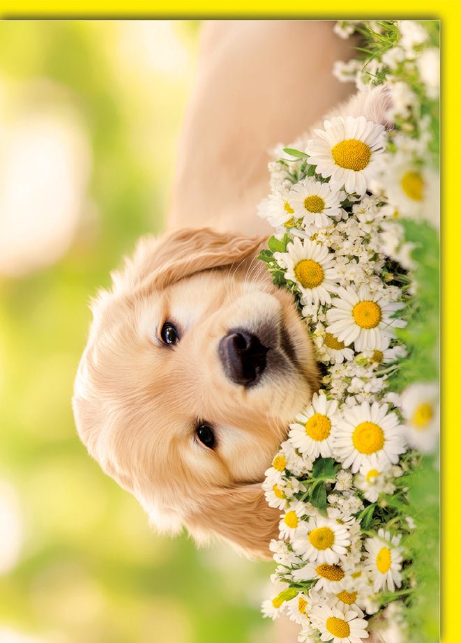 Blanko Grußkarte Tiere – Golden Retriever mit Gänseblümchen im Frühlingslicht