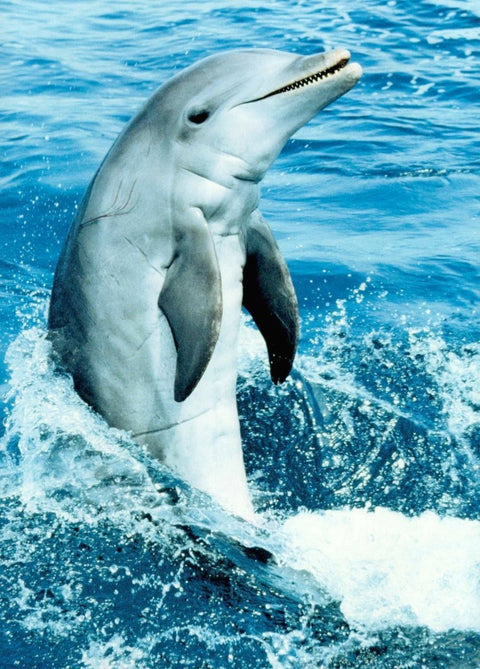 Blanko Postkarte – Delfin im Sprung, Meeresleben Naturfotografie, Ozean - Blau Tierschutz - Motiv