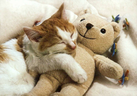 Blanko - Postkarte: Kuschelnde Katze & Teddy – Niedliche Tierfreunde, Liebe & Entspannung