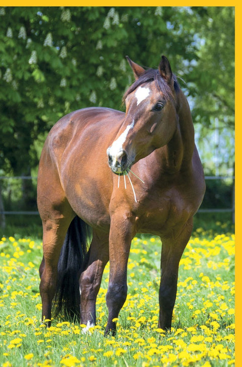 Blanko Weidekarte mit Pferd auf Blumenwiese, Naturfotografie für Pferdeliebhaber, Frühlings - und Sommergrüße in Gelb, Grün und Braun
